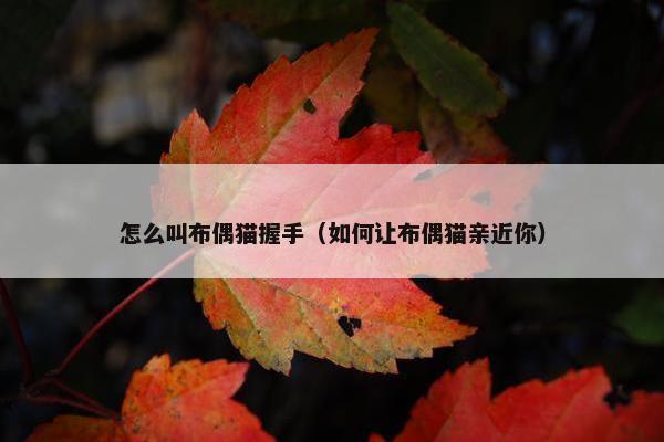 怎么叫布偶猫握手（如何让布偶猫亲近你）