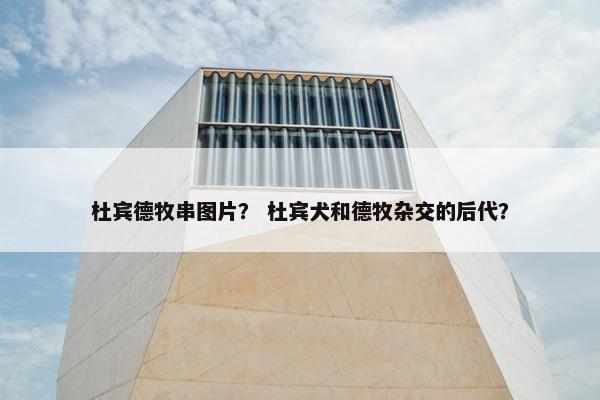 杜宾德牧串图片？ 杜宾犬和德牧杂交的后代？