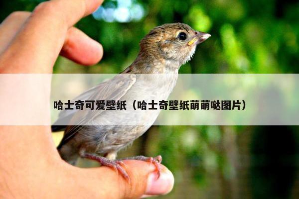 哈士奇可爱壁纸（哈士奇壁纸萌萌哒图片）