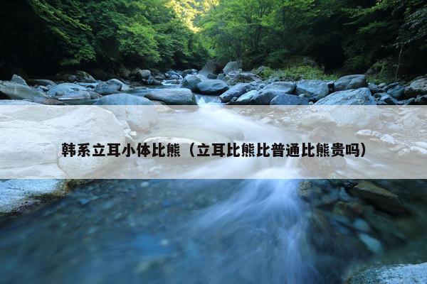 韩系立耳小体比熊（立耳比熊比普通比熊贵吗）