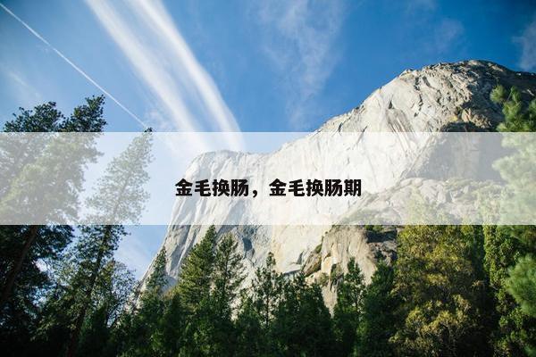 金毛换肠，金毛换肠期
