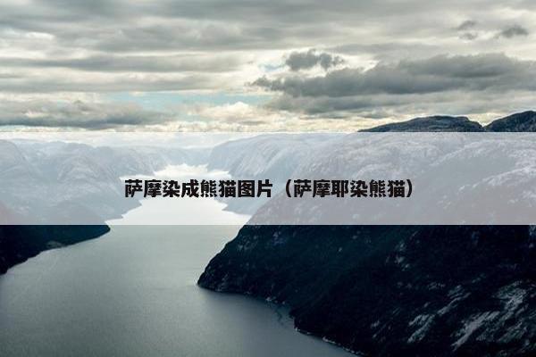 萨摩染成熊猫图片（萨摩耶染熊猫）