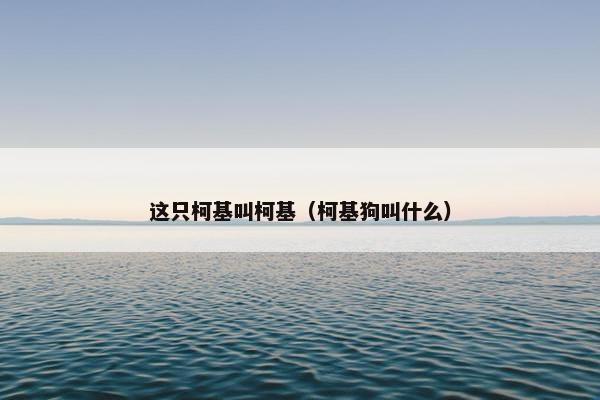 这只柯基叫柯基（柯基狗叫什么）