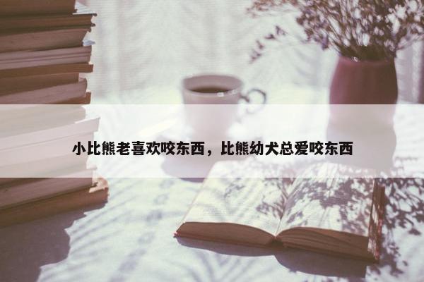 小比熊老喜欢咬东西，比熊幼犬总爱咬东西