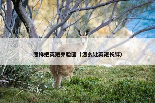 怎样把英短养脸圆（怎么让英短长胖）