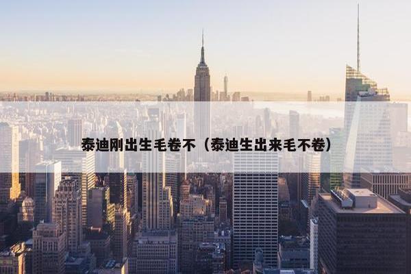 泰迪刚出生毛卷不（泰迪生出来毛不卷）