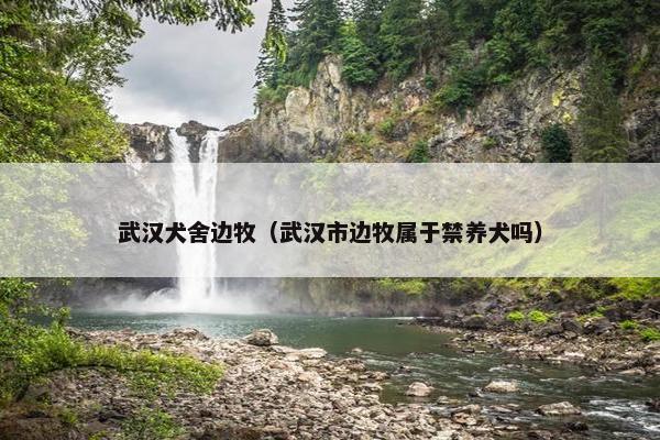 武汉犬舍边牧（武汉市边牧属于禁养犬吗）
