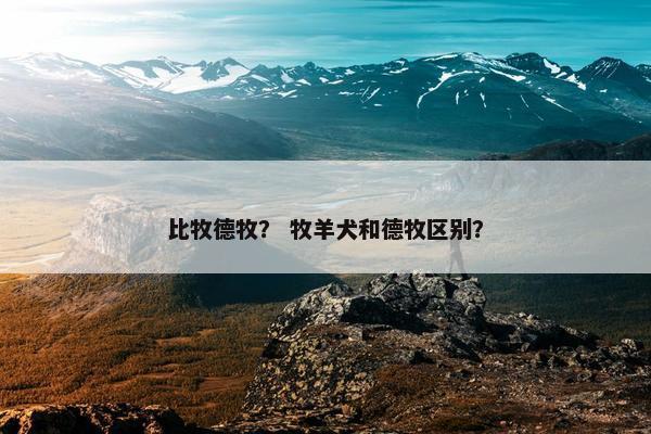 比牧德牧？ 牧羊犬和德牧区别？