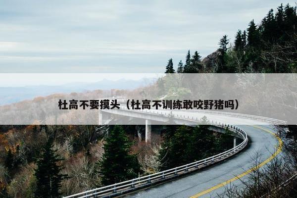 杜高不要摸头（杜高不训练敢咬野猪吗）