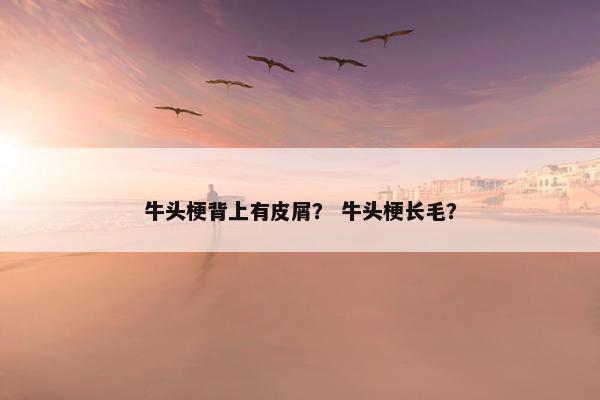 牛头梗背上有皮屑？ 牛头梗长毛？
