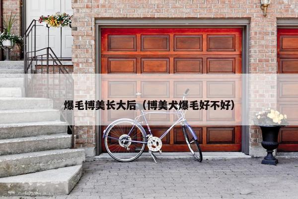 爆毛博美长大后（博美犬爆毛好不好）