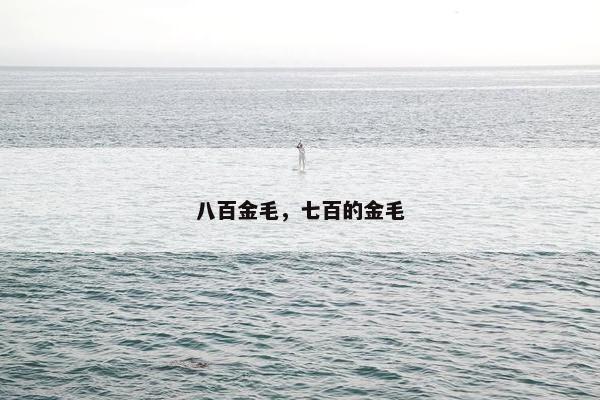 八百金毛，七百的金毛