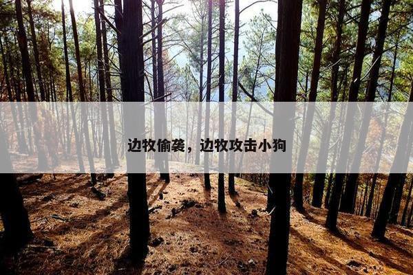 边牧偷袭，边牧攻击小狗
