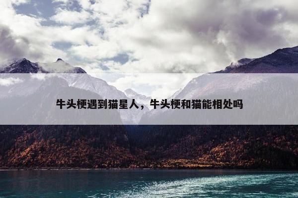 牛头梗遇到猫星人，牛头梗和猫能相处吗