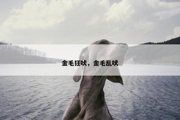 金毛狂吠，金毛乱吠