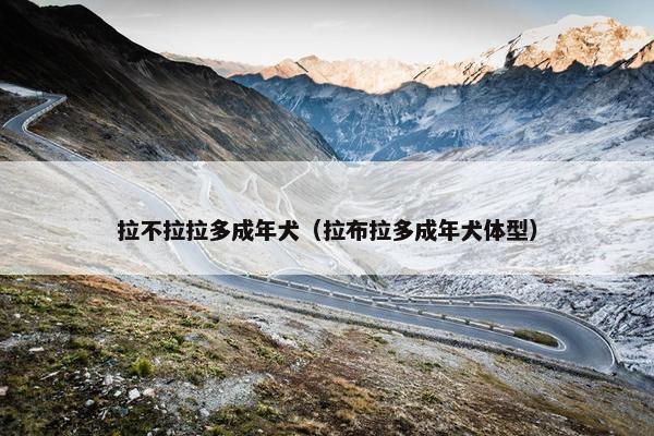 拉不拉拉多成年犬（拉布拉多成年犬体型）