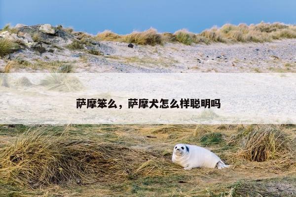 萨摩笨么，萨摩犬怎么样聪明吗