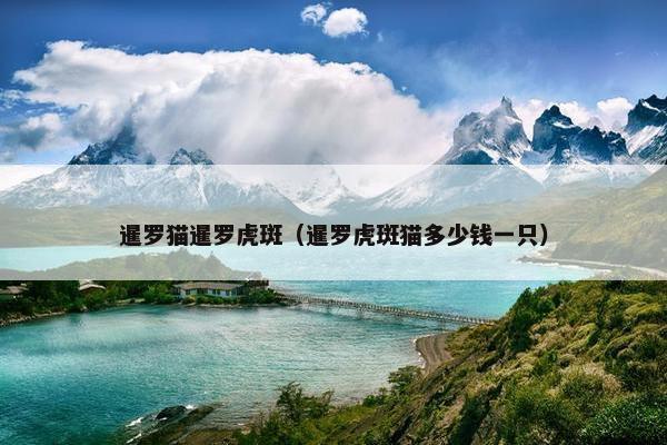 暹罗猫暹罗虎斑（暹罗虎斑猫多少钱一只）