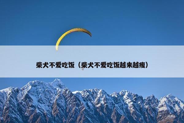 柴犬不爱吃饭（柴犬不爱吃饭越来越瘦）