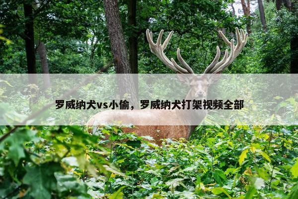 罗威纳犬vs小偷，罗威纳犬打架视频全部