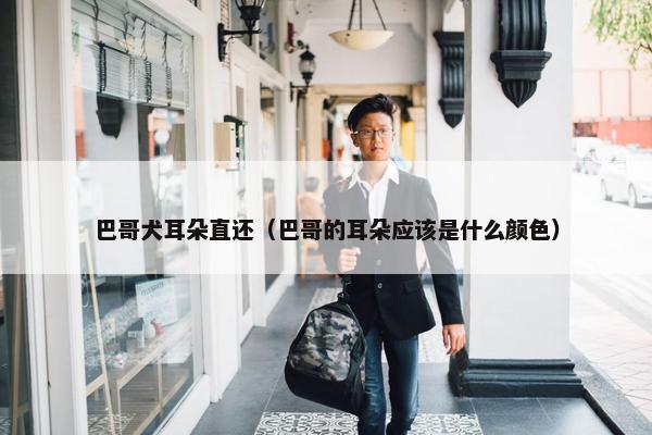 巴哥犬耳朵直还（巴哥的耳朵应该是什么颜色）