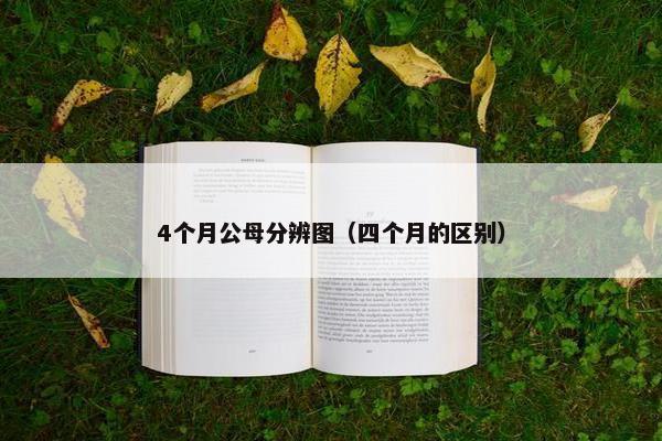 4个月公母分辨图（四个月的区别）