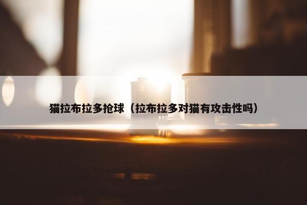猫拉布拉多抢球（拉布拉多对猫有攻击性吗）