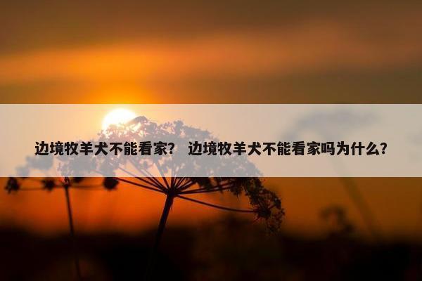 边境牧羊犬不能看家？ 边境牧羊犬不能看家吗为什么？