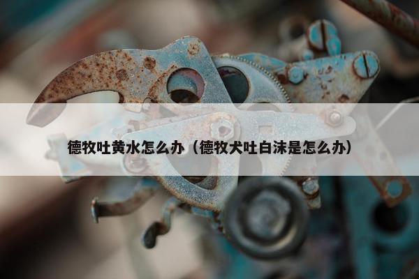 德牧吐黄水怎么办（德牧犬吐白沫是怎么办）