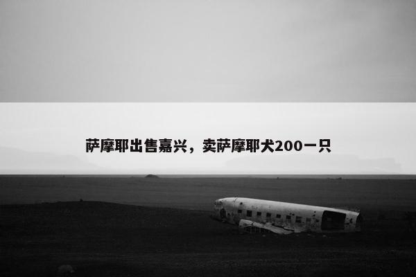 萨摩耶出售嘉兴，卖萨摩耶犬200一只