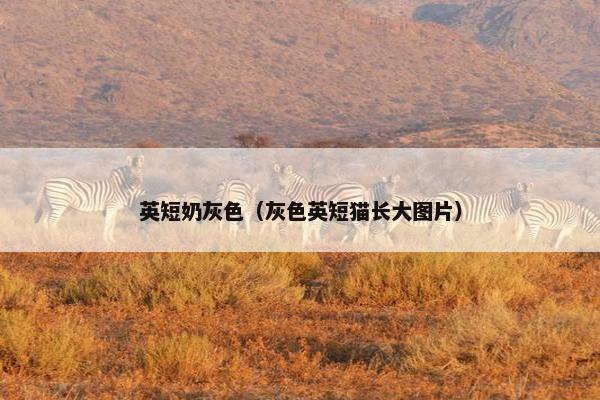 英短奶灰色（灰色英短猫长大图片）
