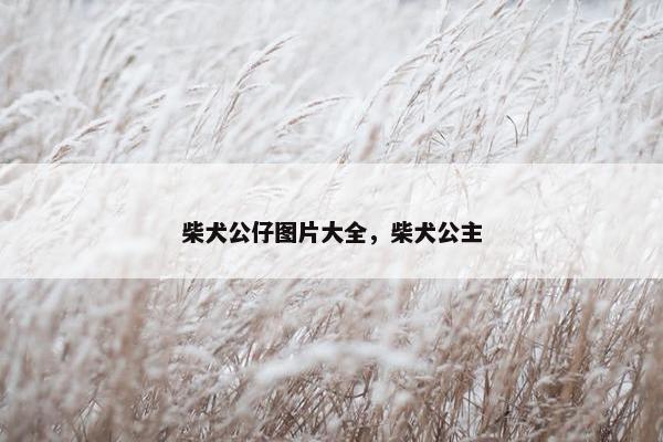 柴犬公仔图片大全，柴犬公主