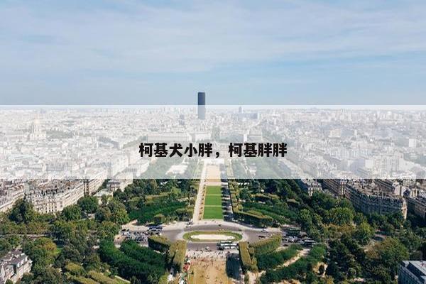 柯基犬小胖，柯基胖胖