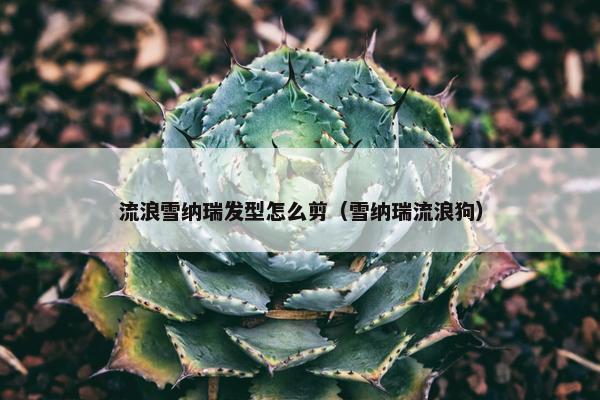 流浪雪纳瑞发型怎么剪（雪纳瑞流浪狗）