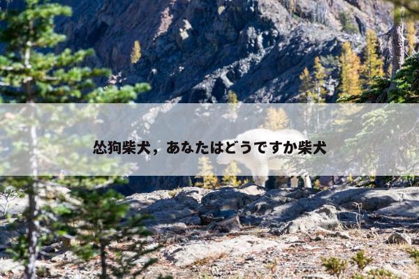怂狗柴犬，あなたはどうですか柴犬
