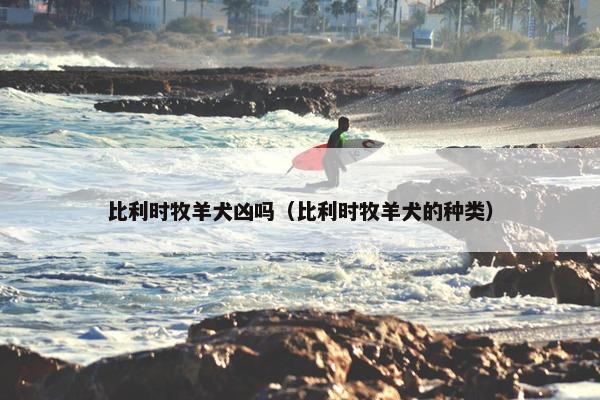 比利时牧羊犬凶吗（比利时牧羊犬的种类）