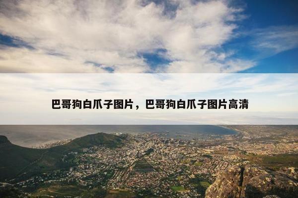 巴哥狗白爪子图片，巴哥狗白爪子图片高清