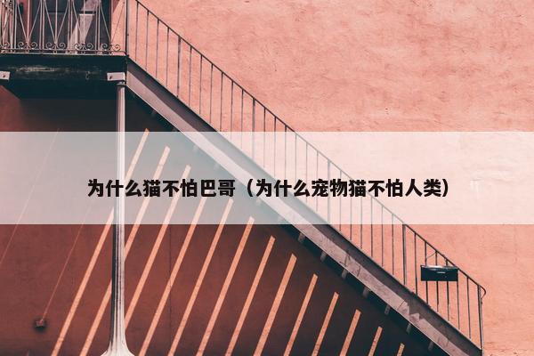 为什么猫不怕巴哥（为什么宠物猫不怕人类）
