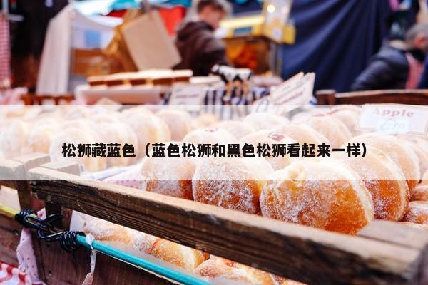 松狮藏蓝色（蓝色松狮和黑色松狮看起来一样）