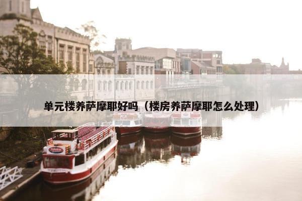 单元楼养萨摩耶好吗（楼房养萨摩耶怎么处理）