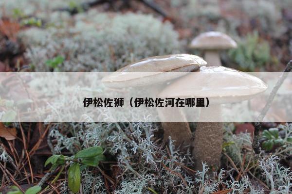 伊松佐狮（伊松佐河在哪里）