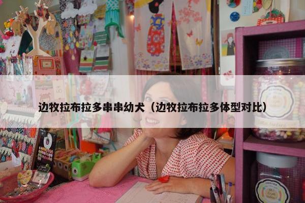 边牧拉布拉多串串幼犬（边牧拉布拉多体型对比）