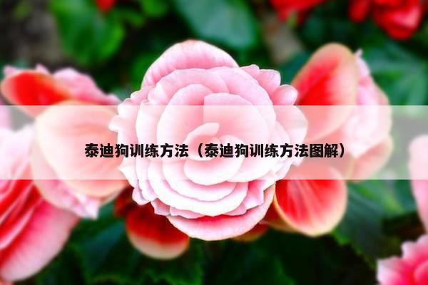 泰迪狗训练方法（泰迪狗训练方法图解）