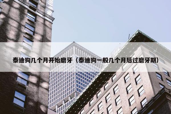 泰迪狗几个月开始磨牙（泰迪狗一般几个月后过磨牙期）