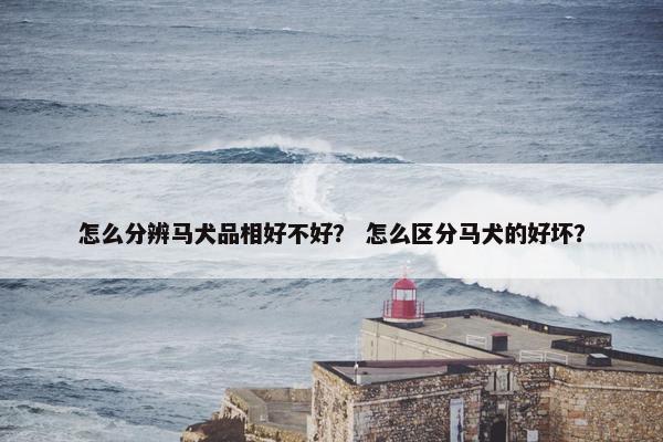 怎么分辨马犬品相好不好？ 怎么区分马犬的好坏？