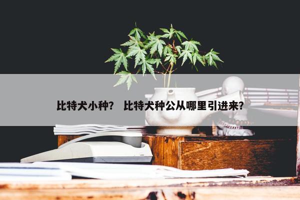 比特犬小种？ 比特犬种公从哪里引进来？