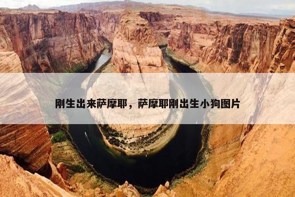 刚生出来萨摩耶，萨摩耶刚出生小狗图片