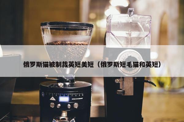 俄罗斯猫被制裁英短美短（俄罗斯短毛猫和英短）
