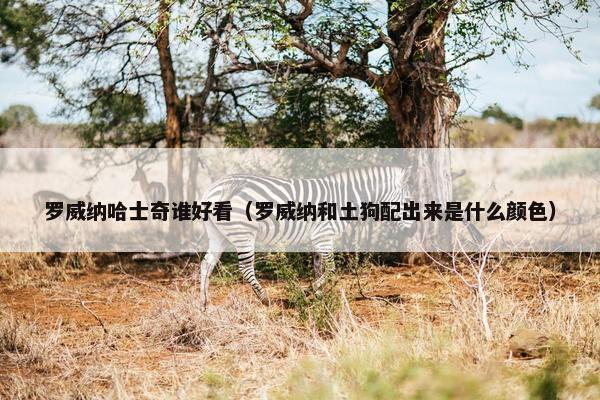 罗威纳哈士奇谁好看（罗威纳和土狗配出来是什么颜色）