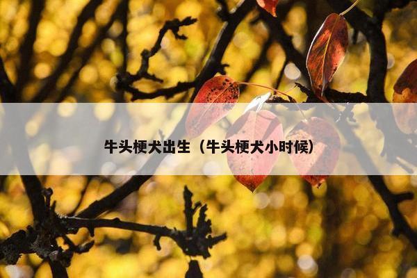 牛头梗犬出生（牛头梗犬小时候）
